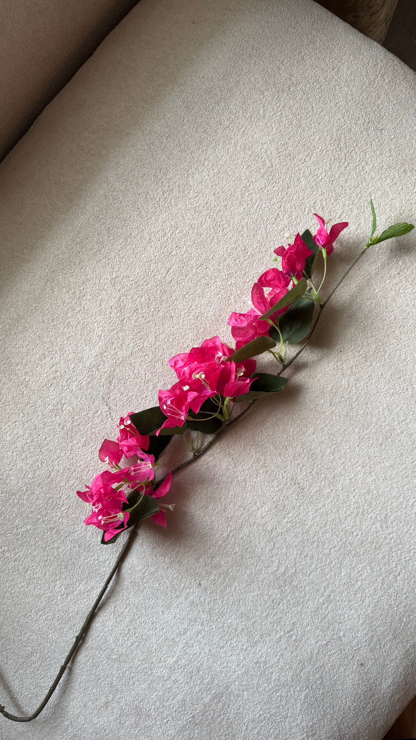 Bougainvillea stems (Pre-order)