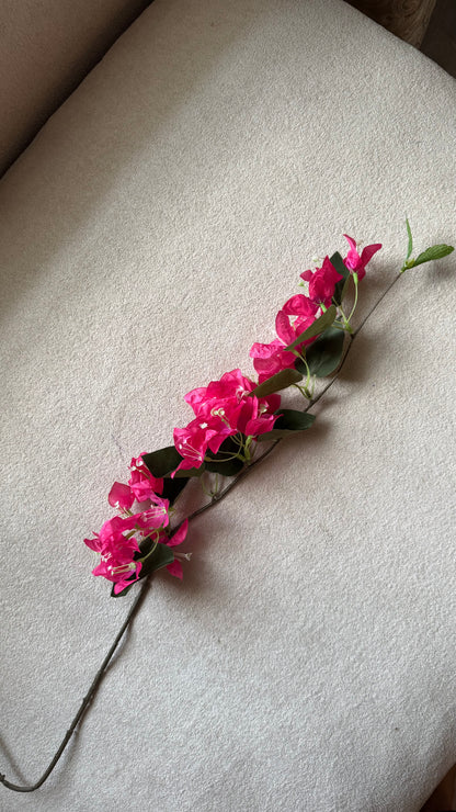 Bougainvillea stems (Pre-order)