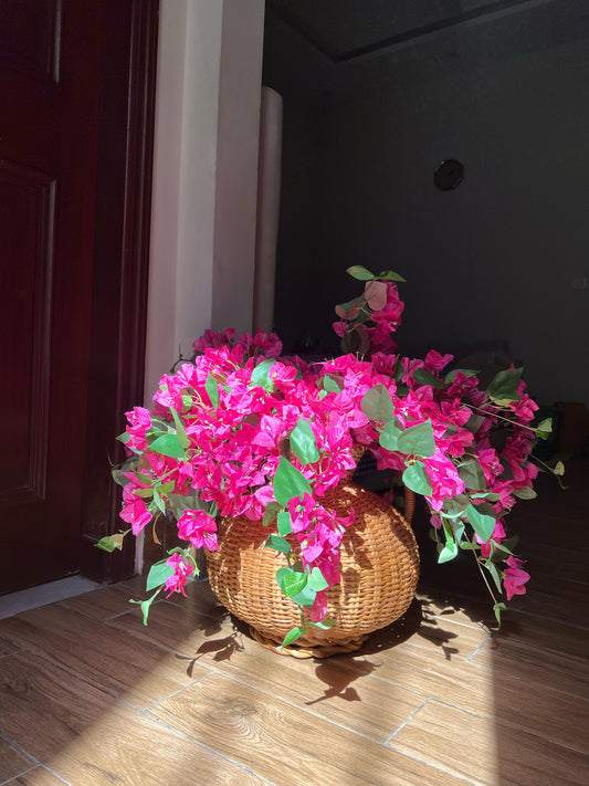 Bougainvillea stems (Pre-order)